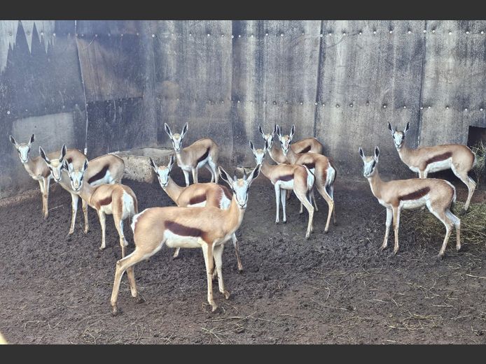 SPRINGBUCK | HELICON