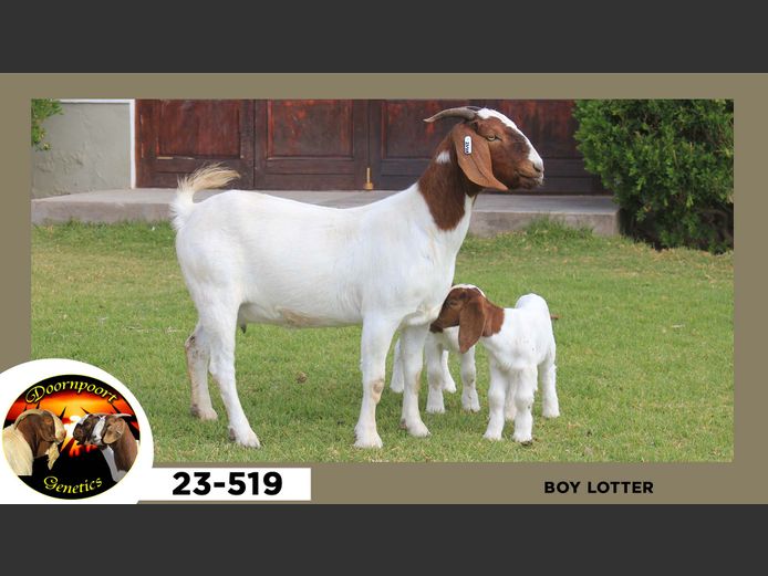 23-519  |  Boy Lotter