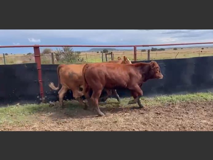 Cattle 