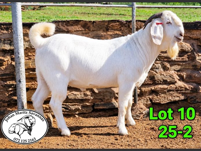 47 2502 | Johan Maritz Savannas