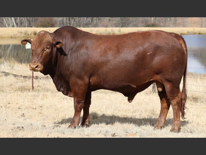 HBH 230076 | CLARK CATTLE COMPANY PTY LTD