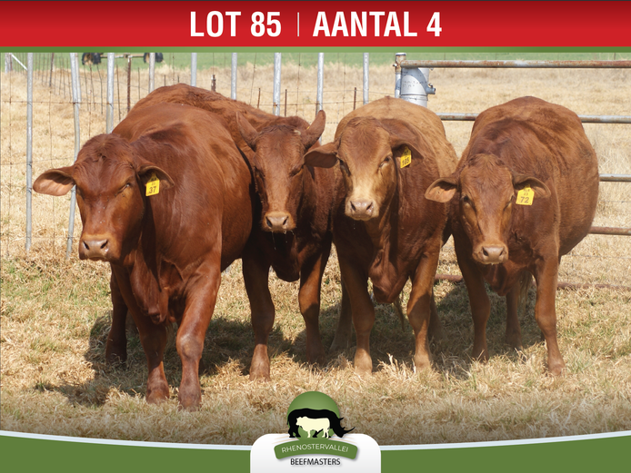 Commercial Animals | Rhenostervallei Beefmasters