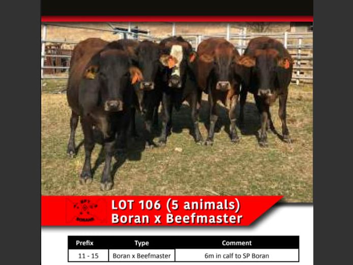 BORAN x BEEFMASTER COWS