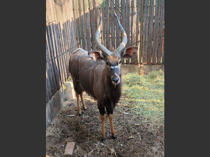 NJALA | MAS WILDLIFE