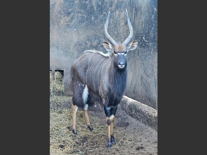 NYALA | KOLOBE WILDLIFE