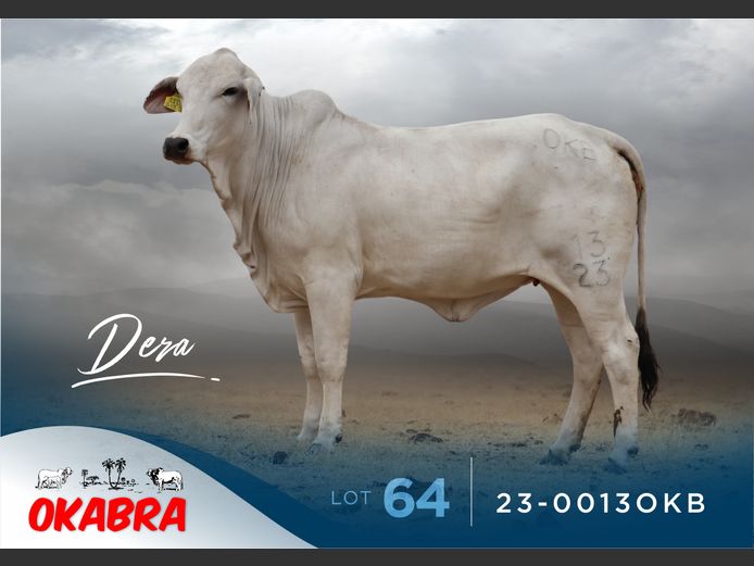 23-0013OKB | OKABRA BRAHMANS