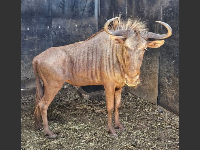 GOLDEN GNU | BUFFELSPOORT