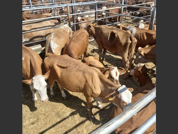 COWS | DOLL FARMING PREMIUM AUCTION