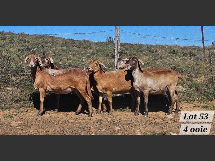 Ewes | Ben Tson