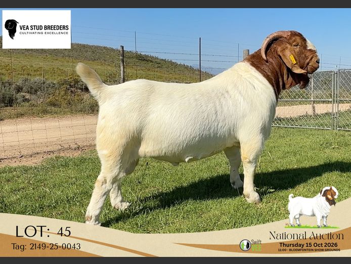2149-25-0043 | VEA Stud Breeders