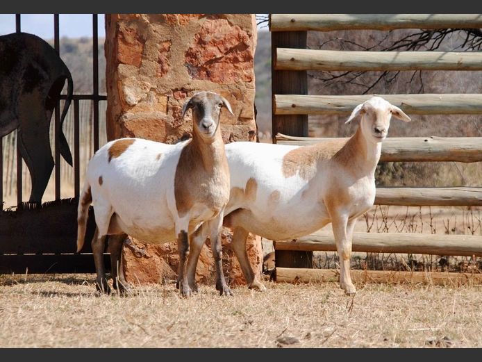 2157 | WF Strydom - Voorwaarts Boerdery