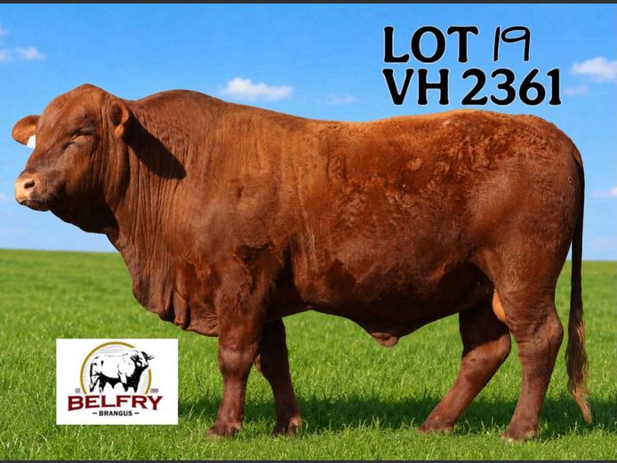 VH2361 | VAN HUYSSTEEN SE