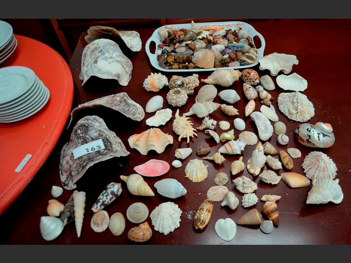 COLLECTION SEA SHELLS & SEME-PRECIOUS STONES