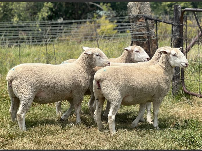 Commercial Animals | Johan Barnard