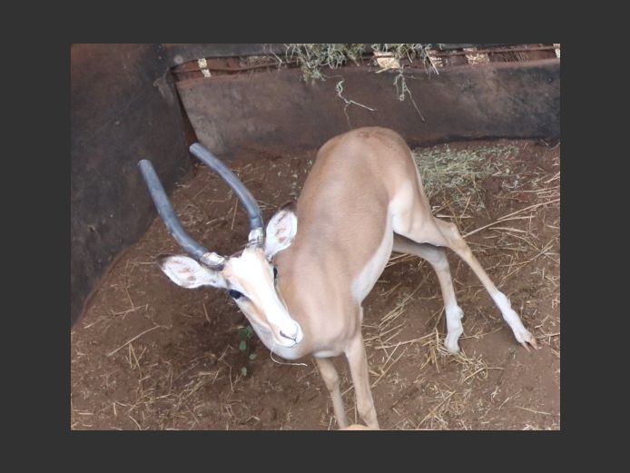 White Flank Knypkop Ram