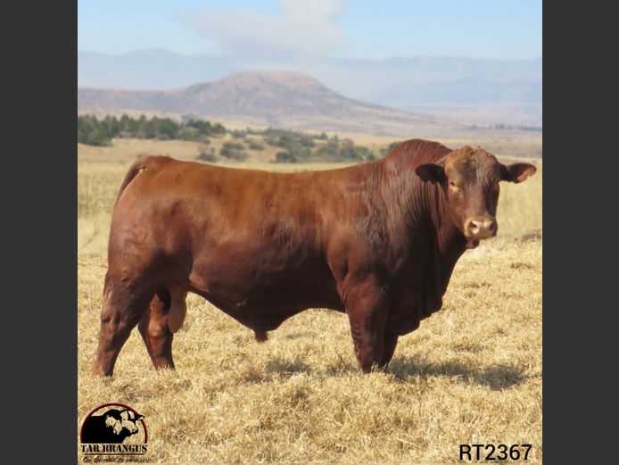 RT2367 | TEDDER AR