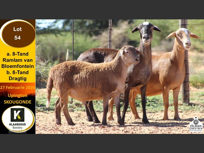 CP 54B | Chris Potgieter & Christia Scholtz - Klaargoud Boerdery