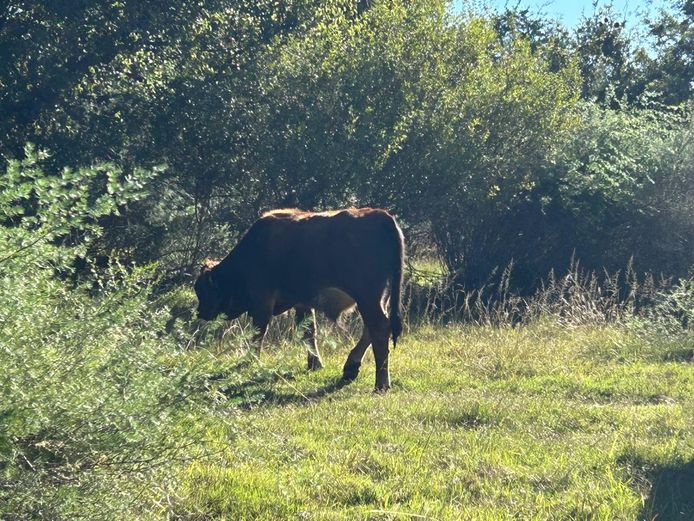 Cattle 