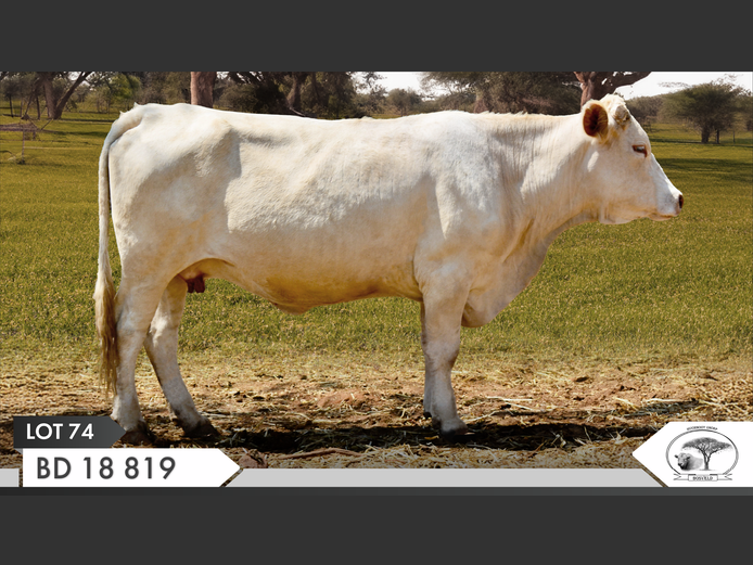 BD 180819 | YARI STUD