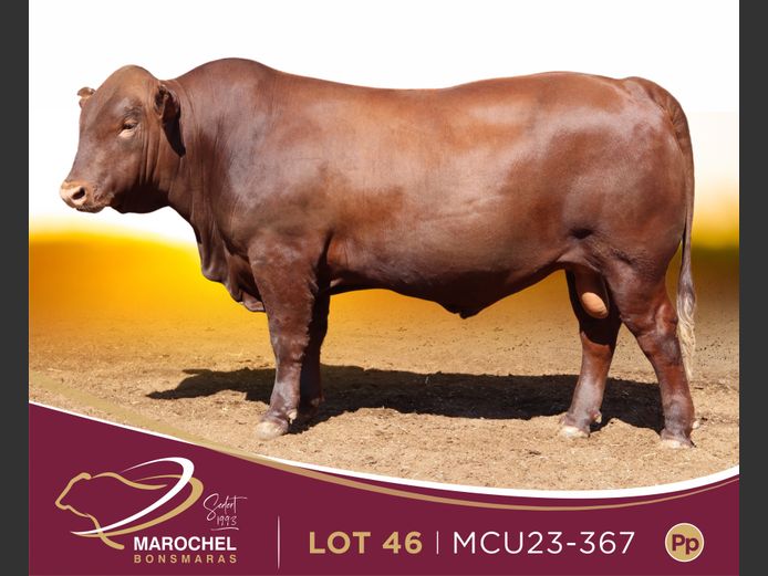 MCU 230367