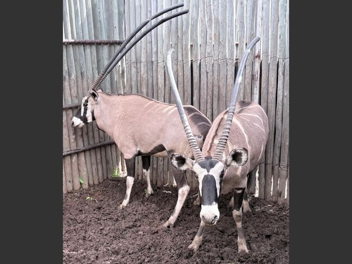 Gemsbok Bulle