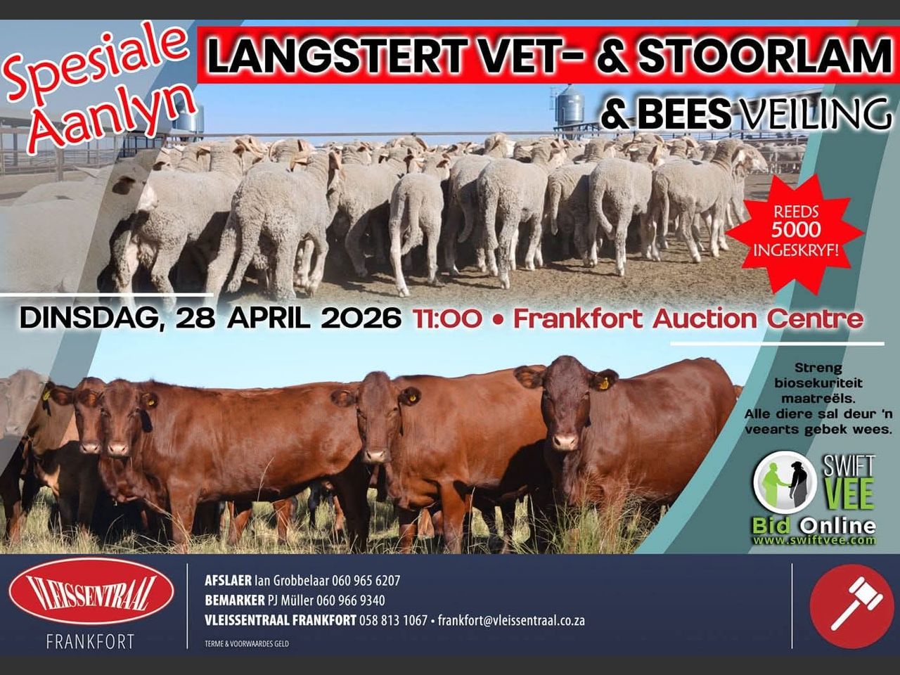 SPESIALE AANLYN LANGSTERT, VET- EN STOORLAM EN BEES VEILING | SwiftVEE ...