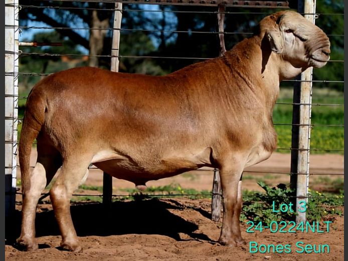 24-0224NLT | LEKWATER