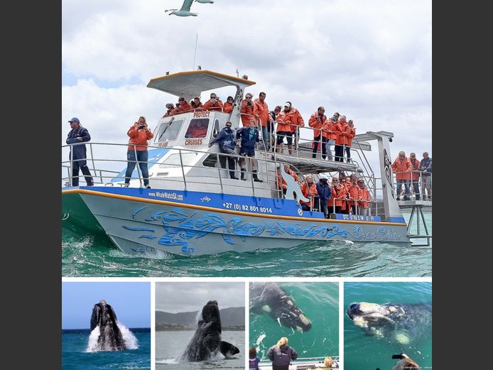 Whale and Marine Safari for 2 | Marine Dynamics