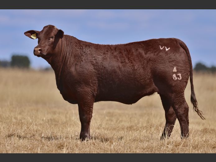 VV  240063 | T. DE JAGER