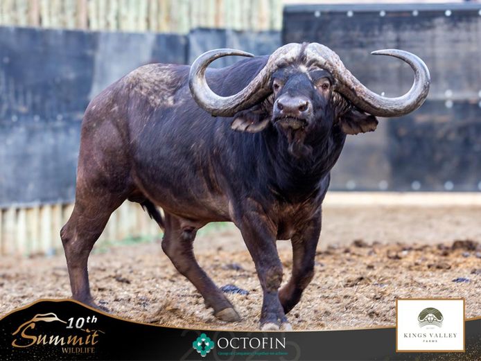 47 1/8" Buffalo Bull "Socrates"