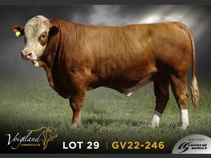 GV22-0246 | VOIGTLAND SIMMENTALER
