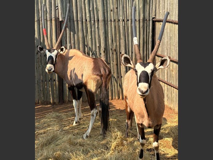 Gemsbok Bulle
