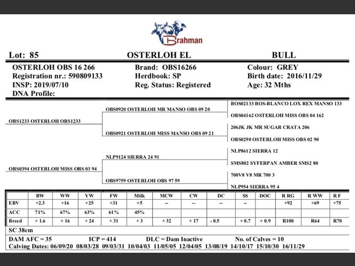 OSTERLOH BRAHMAN OBS16266
