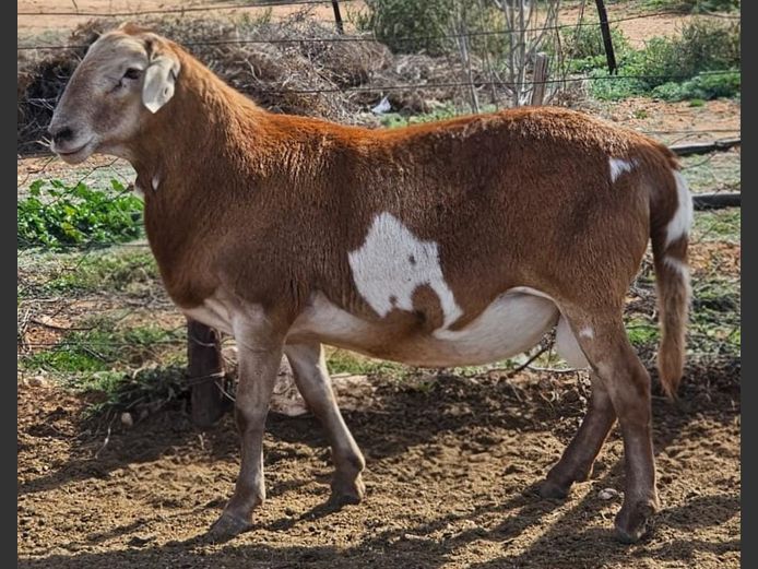 RBF 25 0046 | Deelfontein Meatmasters