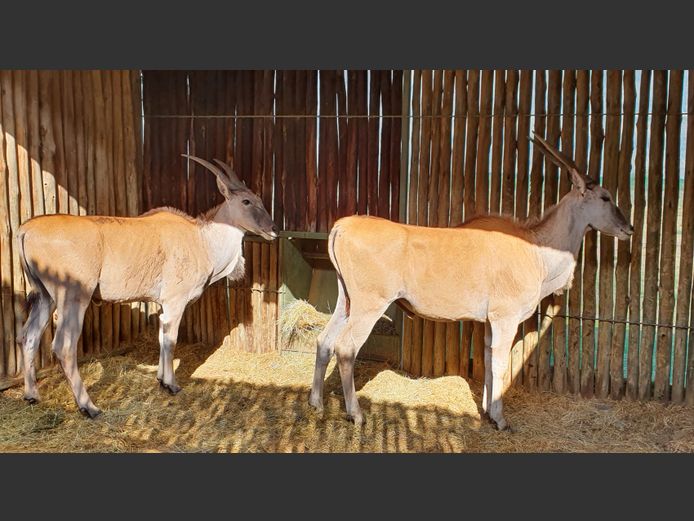 Eland | Frikkie 