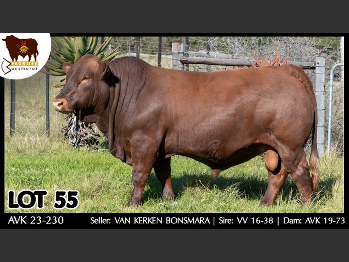 AVK 230230 | VAN KERKEN BONSMARA