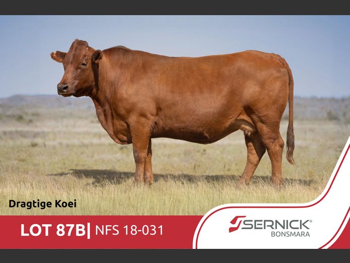 NFS 180031 | SERNICK BONSMARA STOET