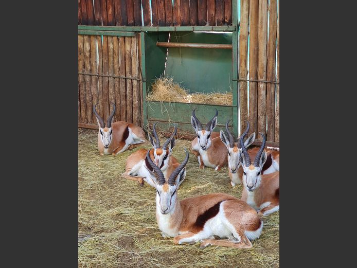 Springbok | Helicon
