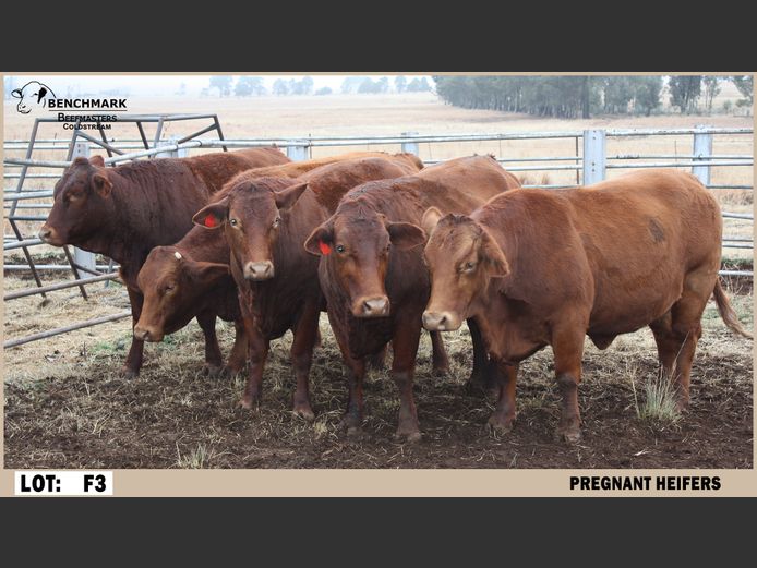 Commercial Females | Benchmark Beefmasters