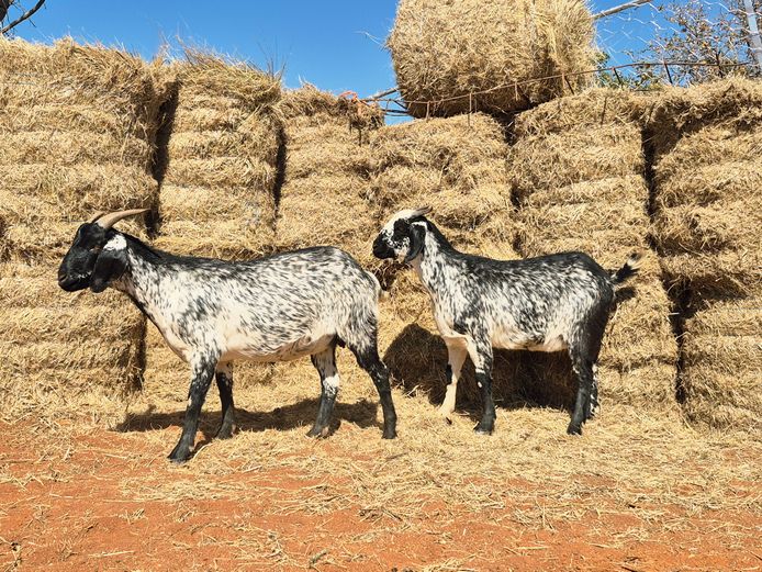 COMMERCIAL EWES | D Jansen van Vuuren