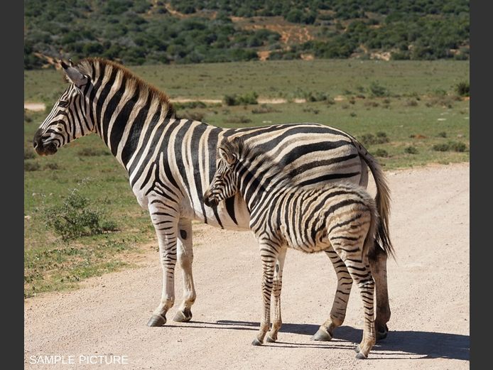 BURCHELL ZEBRA | GOLDEN GAME WILDLIFE