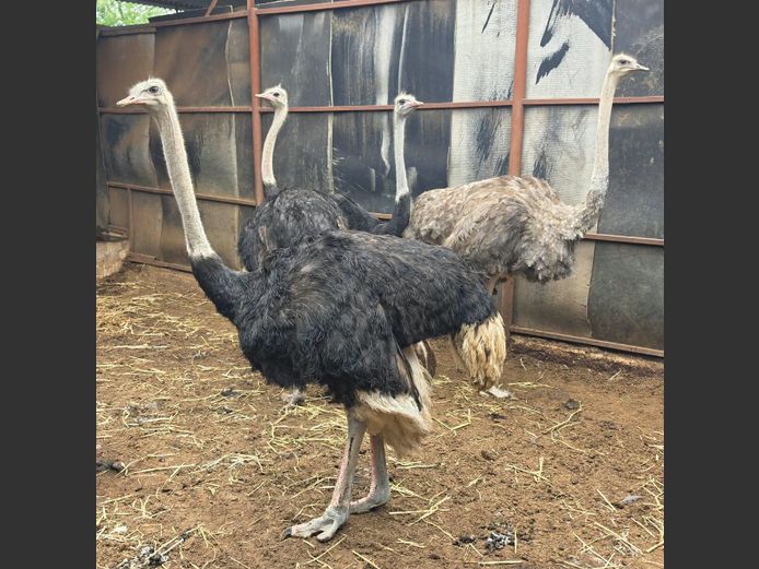 VOLSTRUIS | MORGAN FARMSTEAD