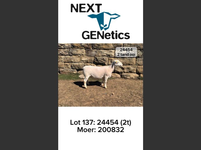 24454 | NEXT GENETICS