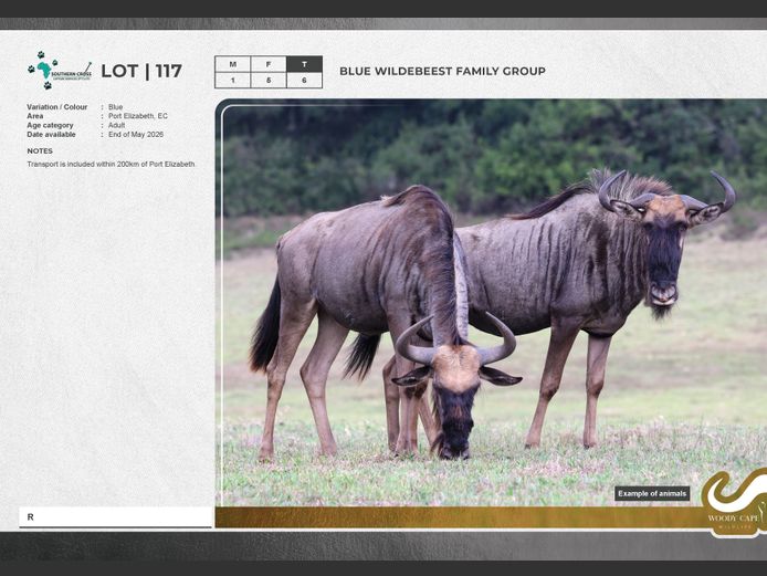 Wildebeest - Blue | SC Capture and transport Pty Ltd