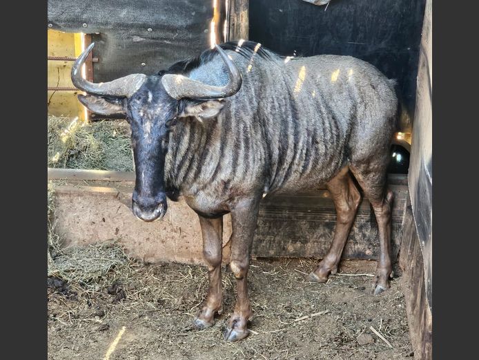 BLUE WILDEBEEST | UNICO PROJECTS