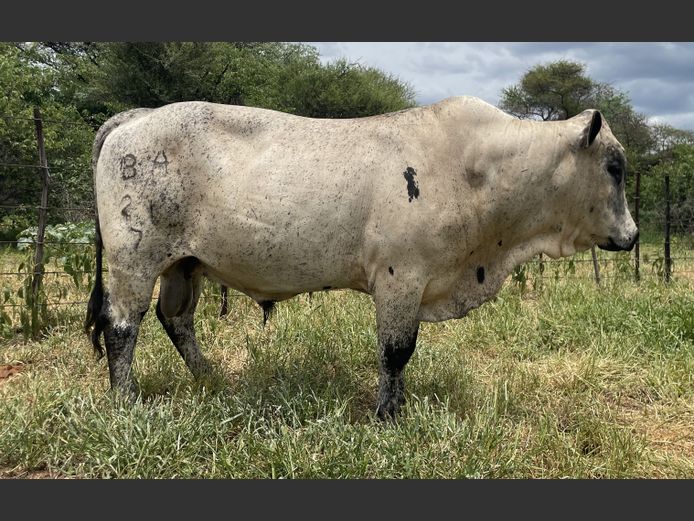 BA 210007 | BERGALLEEN BOERDERY CC