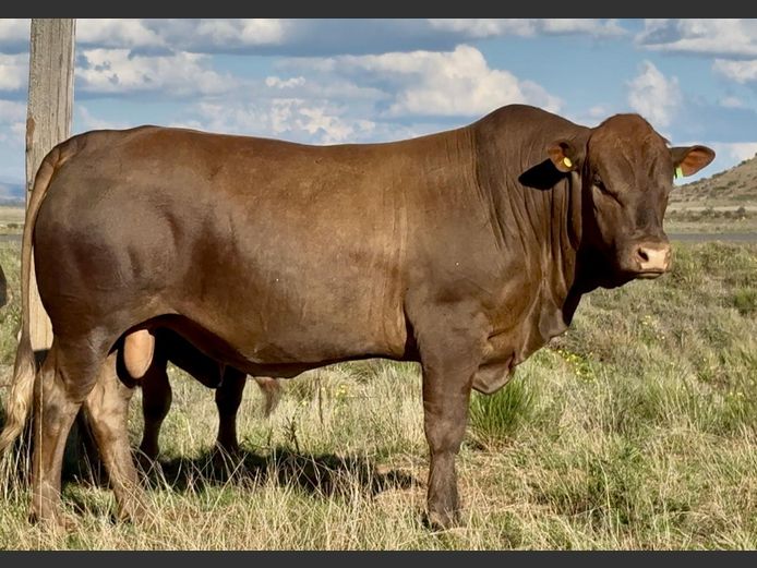 AM230080 | ALPHA OMEGA TULI STUD PTY LTD