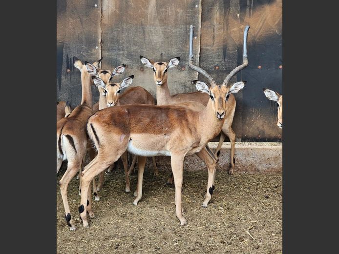 IMPALA | A.J. DREYER