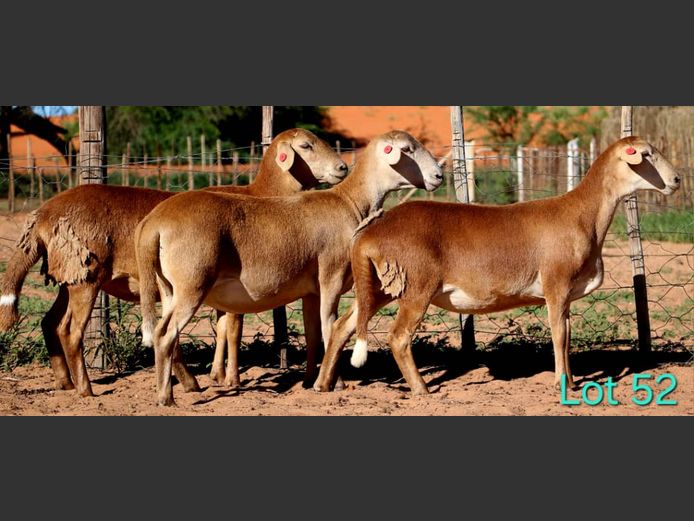 25-0031NLT | 25-0061NLT | 25-0068NLT | LEKWATER