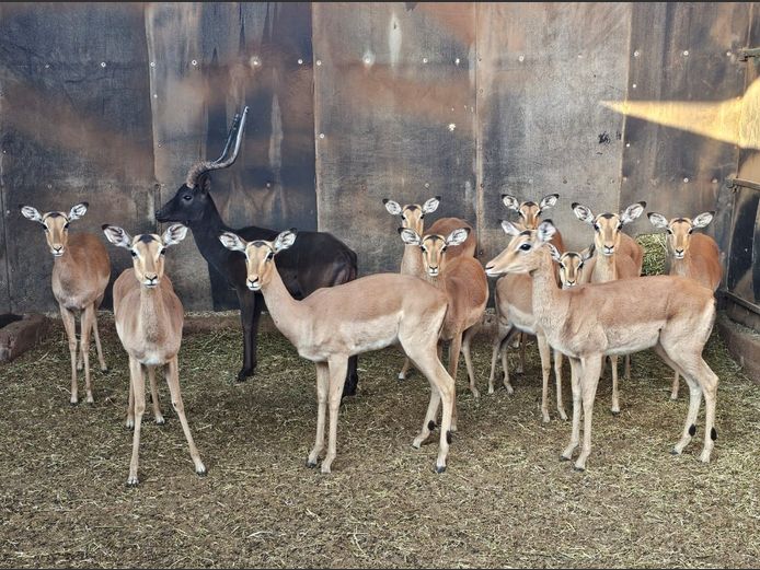 IMPALA | ZEBULA
